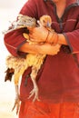 Native brown hen is on a Laotian girlÃ¢â¬â¢s arms